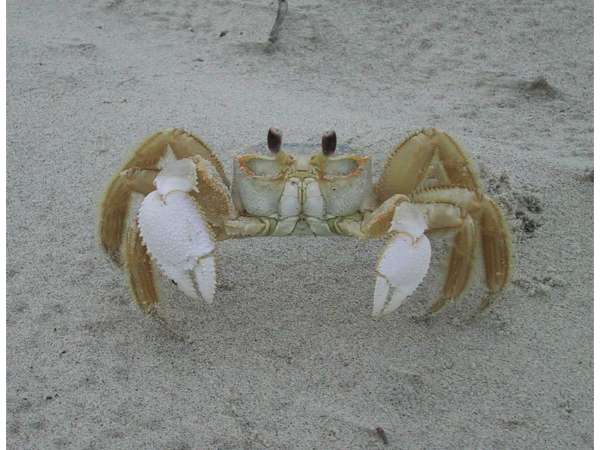 Crab