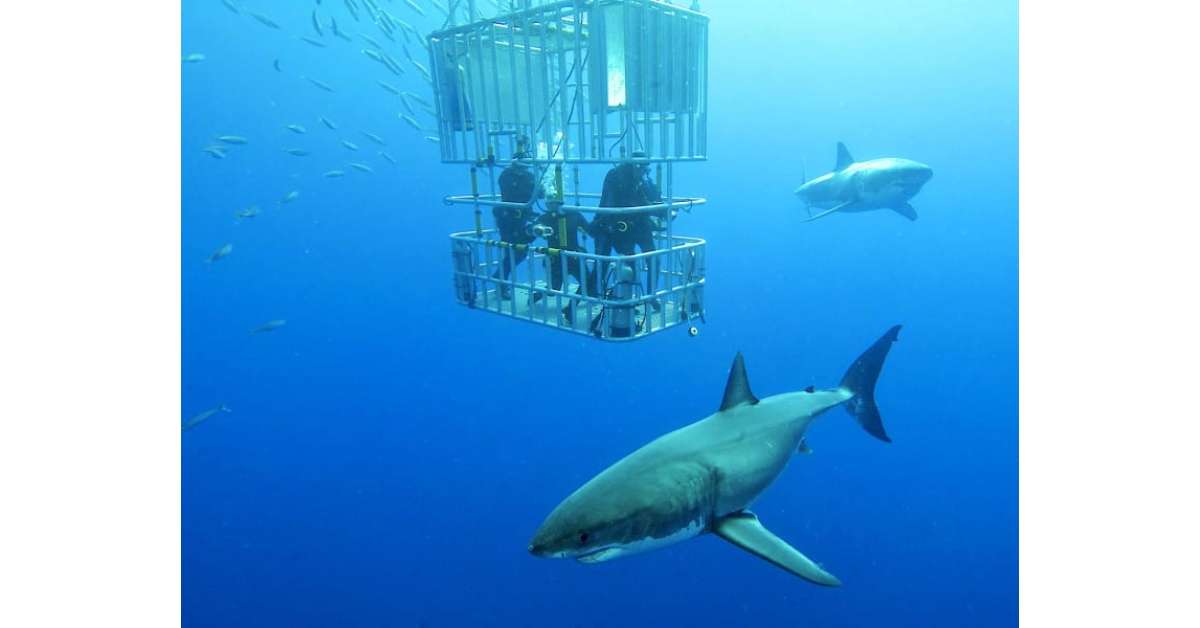 shark diving oahu