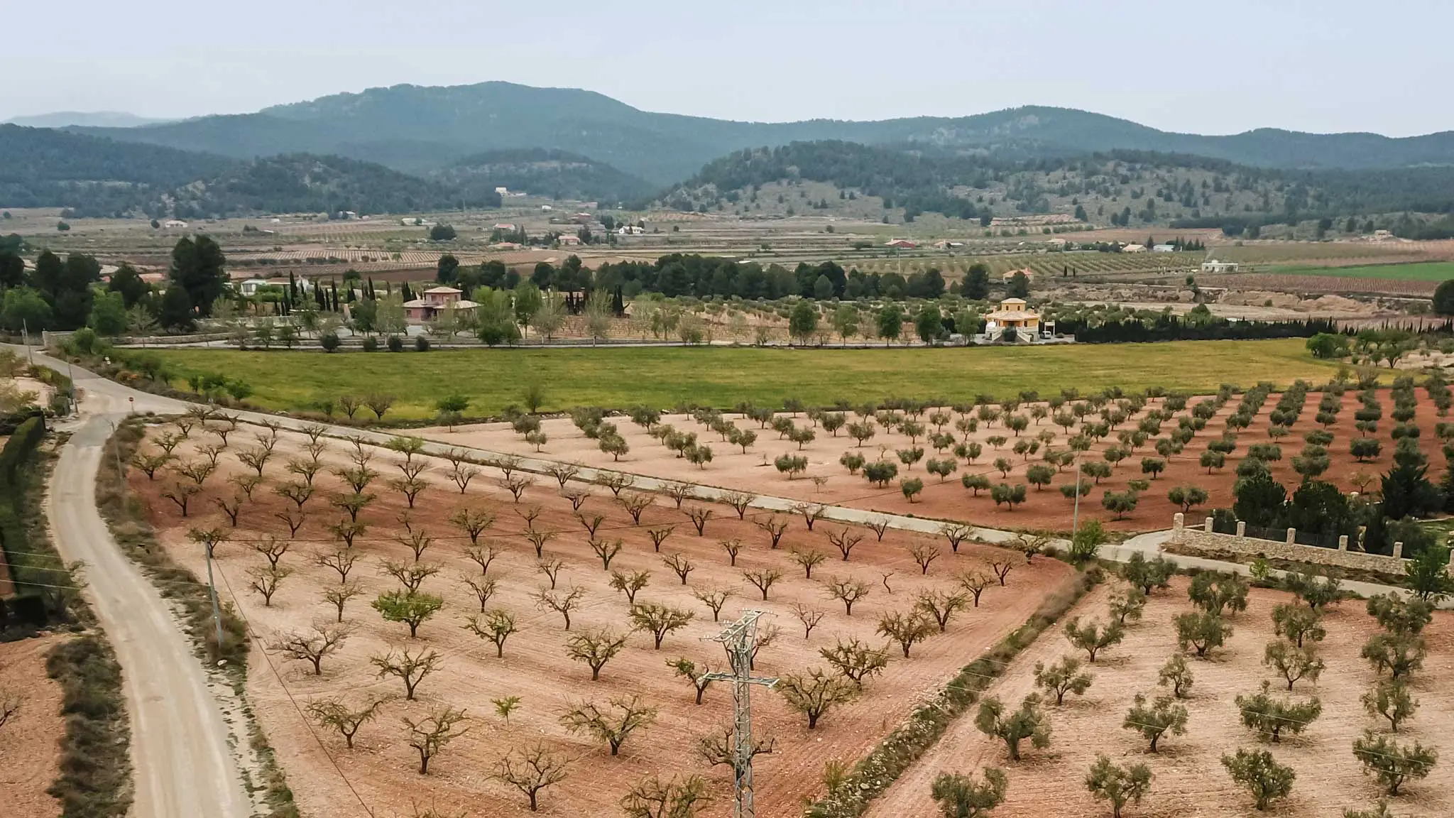 murcia spain vines seen