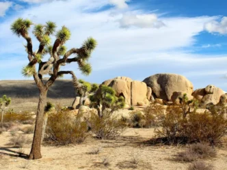 Joshua Tree National Park